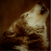 Radio Big Dog College FM Radio