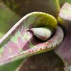 undefined Agave & Cactus Talk