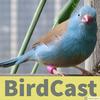 undefined BirdCast