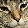 undefined Cats are interesting