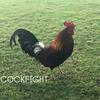 undefined Cockfight