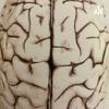 undefined Explanation of Brain function by Deniz