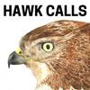 undefined Hawk Calls