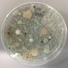 undefined Microbiology Lab Pod