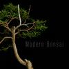 undefined Modern Bonsai