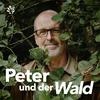 undefined Peter und der Wald