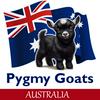 undefined Pygmy Goats Australia Podcast