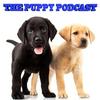 undefined The Puppy Podcast