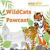 undefined WildCats Pawcast