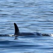 Podcast A-Pod Cast For Killer Whales
