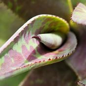 Podcast Agave & Cactus Talk