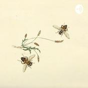 Podcast All My Secrets