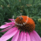 Podcast Beekeeping Buddies