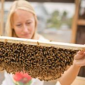 Podcast Beekeeping Made Simple