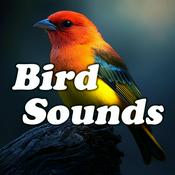 Podcast Bird Sounds