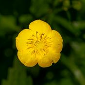 Podcast Checking In: Analyzing Distribution in Production