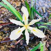 Podcast Connor’s Music Podcast