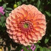 Podcast Divine Soul Gardens