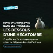 Podcast Fièvre catarrhale ovine dans les Pyrénées : les dessous d'une hécatombe