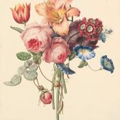 Podcast lilli Podcast