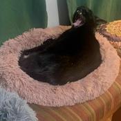 Podcast Marnie Screams into the Void