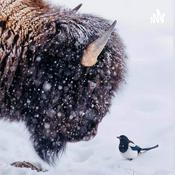 Podcast Medicine BEAR