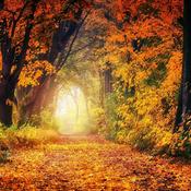 Podcast Meditative Spaziergänge durch berühmte Parks