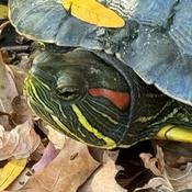 Podcast Mostly Good Environmental News