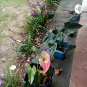 Podcast Plantas Medicinais