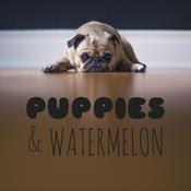 Podcast Puppies and Watermelon