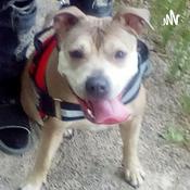 Podcast Queen's Talk