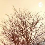 Podcast Sam's Old Podcast