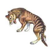 Podcast Tasmanian tiger 2026.Mainland Australian introduction ?Parks Victoria not screening for thylacine.