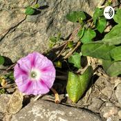 Podcast Te Cuento Un Cuento