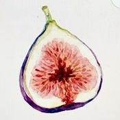 Podcast the fig tree journals