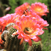 Podcast The Mescaline Garden Podcast