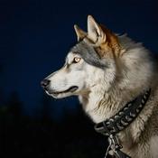 Podcast The Vampire's Werewolf - Podcast