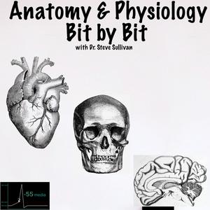 Listen to Anatomy and Physiology - Bit by Bit in the App